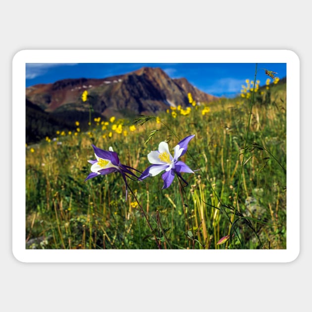 Blue Columbines in San Juan mountains Sticker by algill